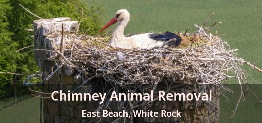 Chimney Animal Removal East Beach, White Rock - BC