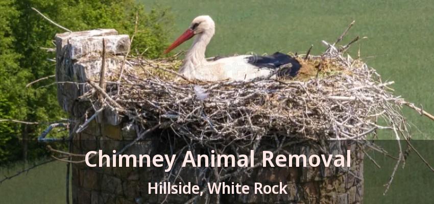 Chimney Animal Removal Hillside, White Rock - BC