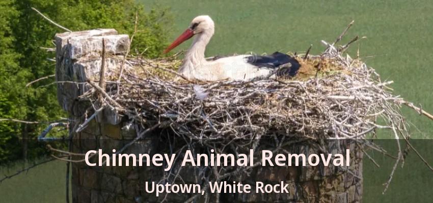 Chimney Animal Removal Uptown, White Rock - BC
