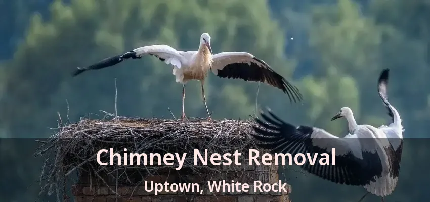 Chimney Nest Removal Uptown, White Rock - BC