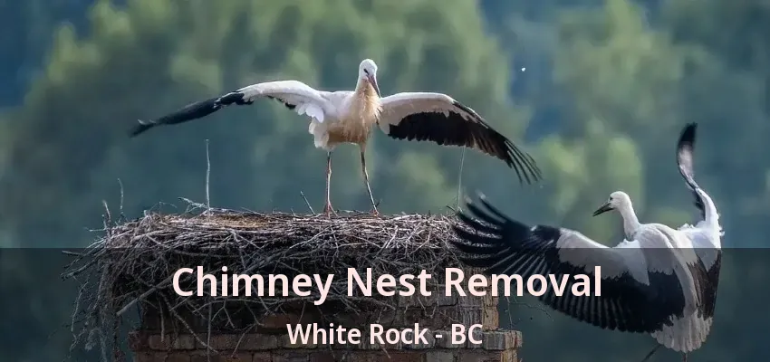 Chimney Nest Removal White Rock - BC